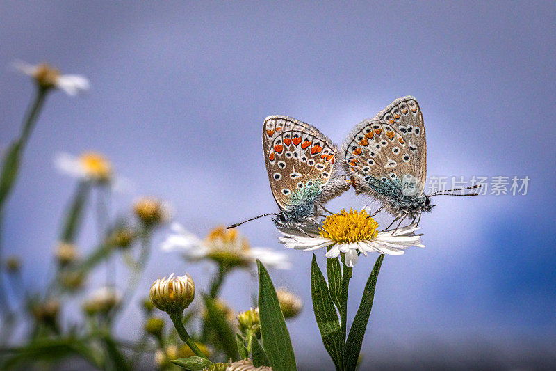 阿多尼斯蓝蝴蝶交配。， (Polyommatus bellargus)， (Lysandra bellargus)， (Argus bleu csamleste)。